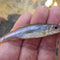 Minnow - Medium - Dozen - The Sportsman's Exchange